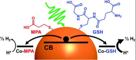Light-driven hydrogen production with CdSe quantum dots and a cobalt glutathione catalyst